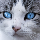 com.bt.catsjigsawpuzzle