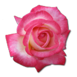 com.hormozganmag.flower