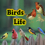 world.birds.life