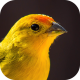 com.azamsoft_cantos_do_canario_hd
