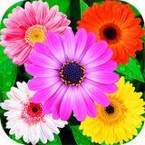 com.wastickerappsflowers.flowersstickers.flowers.stickers.wastickerapps