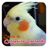 com.prastowo.cantodecalopsitacantando