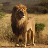 com.wallpaper.wallpapers.WildAfricaAnimalsThemesWallpapersandBackgrounds