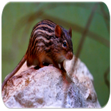 com.appsfreeinc.mouse.rat.sounds