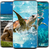 com.tortoise.wallpaper.tortoisedulalwallpaper