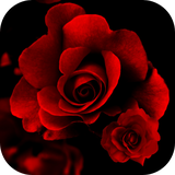com.alx.roseslwp