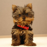 com.myapps.YorkshireTerrierHDG