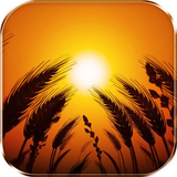 com.galaxy.wheatfieldlivewallpaper