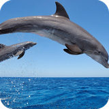 com.wallpaper.dolphinwallpaper.wallpaperhd