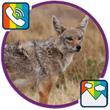 com.jackal.ringtones