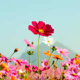 com.istanbul.cicekler