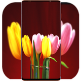 com.TulipWallpaper.flowerwallpaper.naturewallpaper.rosebackground