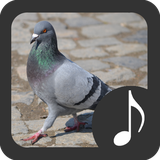 com.robinvanrodeman.pigeon