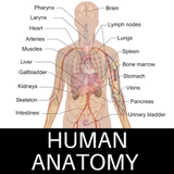 com.creapz.humananatomy
