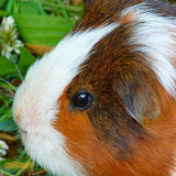 com.guinea.pig