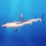 faoz.shark