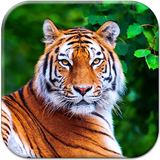 com.TigerLiveWallpaperApp