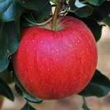com.wallpapersworld.apple