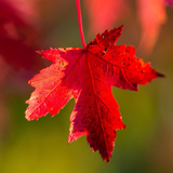 com.planetravel.android.autumnwallpaper