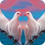 com.pigeon.wallpaper.pigeondulalwallpaper