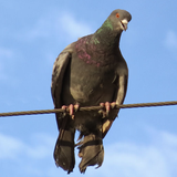 com.dmitsoft.pigeonattack