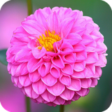 com.dahlia.flowerslive.wallpaper.dahliaflowerslivedulalwallpaper
