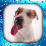 com.lwpgo.wallpaper.doglick