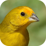com.azamsoft_cantos_do_canario_da_terra