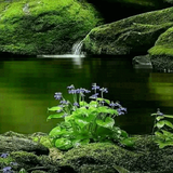 com.amanrajapps.greennature
