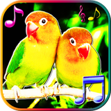 com.bestringingcninc.nbirsdrt