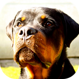 com.WallpaperStudio.Rottweilerwallpaper.images.HD