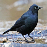 com.animalbird.BlackBirdSounds