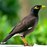 com.morghe.myna