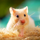 com.lux.cutepetslivewallpaper