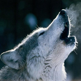 bluemooninsea.soo.babyanimalsfarm