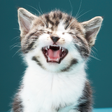 com.andromo.dev375438.app350786