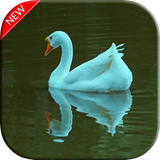 com.SwanWallpaper.duck.birds.beautiful.background.wallpapers