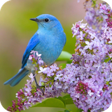 com.bird.wallpaper.birddulalwallpaper