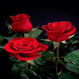 com.dakshapps.valentineredroses