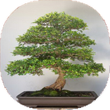 com.mnz_sqltlm.bonsayi