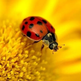 com.nebo.crosswords13