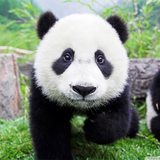 com.Infinity.panda