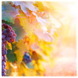 com.thinkattract.manifestingaffirmations