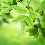 com.blackbirdwallpapers.leaves
