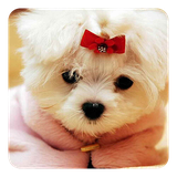com.ultra.CuteDogsLiveWallpaper