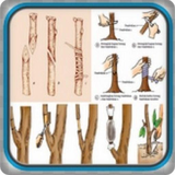 com.Howgrafting.akiraapp