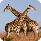 com.wallpaper.giraffewallpaper.wallpaperhd