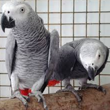 com.amirbahadorabaei.kaskosharayetenegahdari