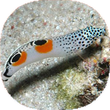 com.mnz_t.abzeanabshor