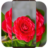 com.RedFlowerWallpaper.flowerwallpaper.naturewallpaper.background